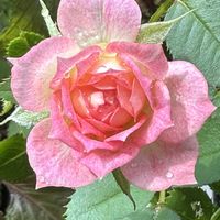 ピンクの花,ありがとう♡,バラ・ミニバラ,放ったらかし隊,めんこ〜い(｡•ᴗ•｡)♡の画像