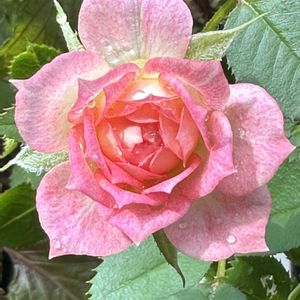 ピンクの花,ありがとう♡,バラ・ミニバラ,放ったらかし隊,めんこ〜い(｡•ᴗ•｡)♡の画像