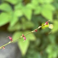 ミズヒキ,スマホ,小さな庭の画像