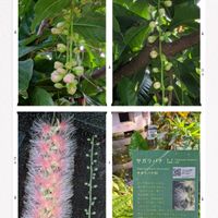 サガリバナ,サガリバナ,サガリバナの蕾,サガリバナの蕾,16:00の画像