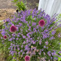 白菜,アリウム 丹頂,初挑戦,北海道,札幌の画像