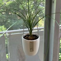 トックリラン,ハンギング,和室の画像