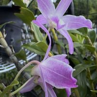 セッコク,セッコク,花のある暮らし,お楽しみ❀.(*´▽`*)❀.,キッチン裏の画像