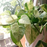ポトスマーブルクイーン,観葉植物,挿し木,葉っぱ,葉っぱ好きの画像