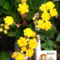 カランコエ,黄色い花,カランコエの栽培,日曜日はビタミンカラー,プラ鉢で栽培の画像