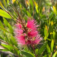 ブラシノキ,ブラシノキ(金宝樹),ナチュラルガーデン,花木,お庭の花たちの画像