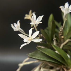 富貴蘭,観葉植物,伝統園芸植物,珍奇植物,ビザールプランツの画像