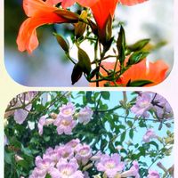 ノウゼンカズラ,ノウゼンカズラ,花のある暮らし♡,ウクライナに平和を,武器ではなく花をの画像
