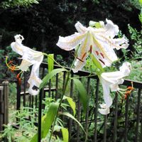 ウツギ,ブルーウィング,やまゆり,マイガーデン,植中毒の画像
