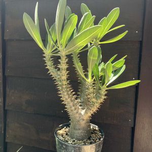 パキポディウム,パキポディウム 伊藤ハイブリッド,多肉植物,塊根植物,コーデックスの画像