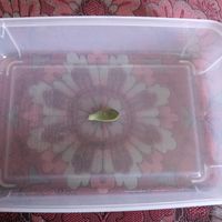 多肉植物,北海道,多肉男子,稚内,2拠点生活の画像