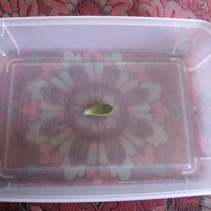多肉植物,北海道,多肉男子,稚内,2拠点生活の画像