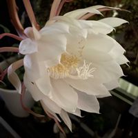 月下美人,山野草,白い花,花のある暮らし,繋がりに感謝✨の画像