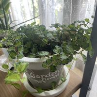 フィカス・プミラ,プミラ,挿し木・挿し芽,挿し木・挿し芽,観葉植物の画像