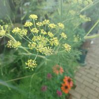 フェンネル,今日のお花,ハーブ フェンネル,今日の植物,華奢な花茎の画像