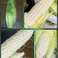 とうもろこし,ホワイトコーン,ホワイトコーン,花のある暮らし,植物好きの画像