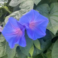 ノアサガオ,開花,犬とお散歩,緑が好きの画像