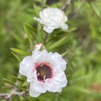 ギョリュウバイ,ギョリュウバイ,鉢植え,白花,白輝美人の画像