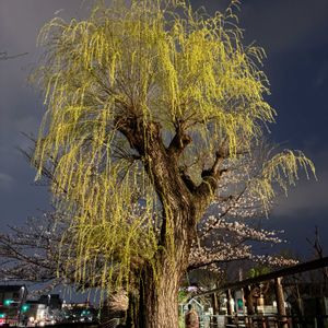 ヤナギ,シダレヤナギ,柳（やなぎ）,夜桜,樹木の画像