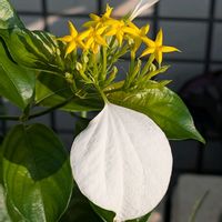 コンロンカの画像