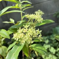 レモンマートルの画像