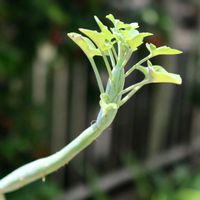 七宝樹,セネシオ 七宝樹,多肉植物,セネシオ属,ニョロン(26日)の日の画像