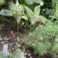 ヒトリシズカ,ラムズイヤー,斑入りタンナワレモコウ,山野草,植物と昆虫の画像