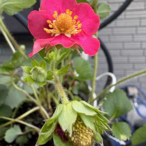 赤花イチゴ,赤花イチゴ,花のある暮らし,お楽しみ❀.(*´▽`*)❀.,アプローチの画像