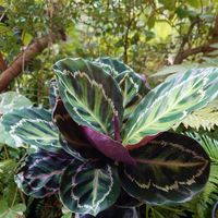 トックリヤシ,カラテア,トックリヤシモドキ,カラテア ロゼオピクタ,観葉植物の画像