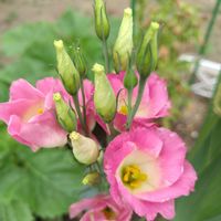トルコキキョウ,乙女心,ガーデニング,ピンクの花,かわいいな♡の画像