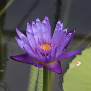 睡蓮,熱帯スイレン,温室,熱川バナナワニ園,品種判別は難しいの画像