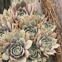 センベルビウム,多肉植物,玄関アプローチの画像