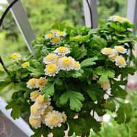 ケイトウ,マトリカリア,マトリカリア,フランス小菊（マトリカリア）,ケイトウ セロシアの画像