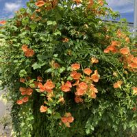 カラー,ノウゼンカズラ,芙蓉(ふよう),雨のひどい被害が出ません様に,いつも通る道出会いの画像