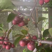 ヒメリンゴの画像