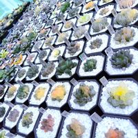ハオルチア,ハオルチア オブツーサ,オブツーサ錦,多肉植物,ハオルチア属の画像