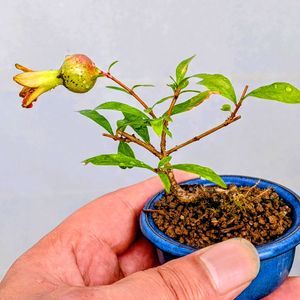 姫ザクロ,盆栽,ミニ盆栽,盆栽苗木,まめ盆栽の画像