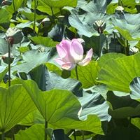 花うららの画像