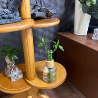 ミリオンバンブーの画像