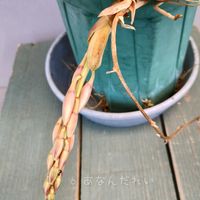 シンビジウム,シンビジウム アロイフォリウム,Cymbidium aloifolium,洋蘭,ラン科の画像