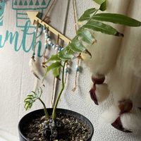 リュウビンタイの画像