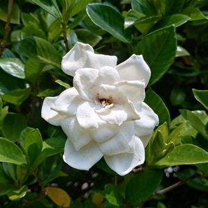 クチナシ,クチナシ,クチナシの画像