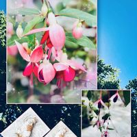 フクシア,むぎにゃん♡,暑い夏,いつもありがとうございます,暑さに気をつけての画像