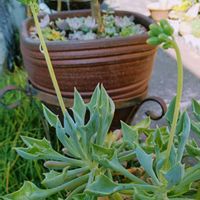 子持ち蓮華,マサイの矢尻,多肉植物,多肉寄せ植え,お庭の植物の画像