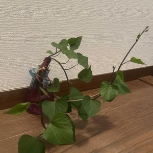 サツマイモ,水耕栽培,GSのみなさんに感謝♡,野菜 水耕栽培,チーム岐阜の画像