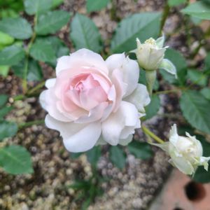 バラ,薔薇,オステオスペルマム,ダブルオステオスペルマム,バラ シャリマーの画像