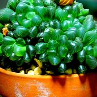 オブツーサ,オブツーサ,ハオルチア,多肉植物,室内栽培の画像
