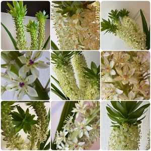 パイナップルリリー,切り花,部屋の画像