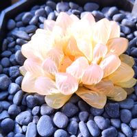 ハオルチア,ハオルチア オブツーサ,オブツーサ錦,多肉植物,ハオルチア属の画像