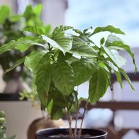 コーヒーの木,観葉植物,常緑低木,熱帯アフリカ原産,光沢のある葉の画像